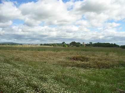 The Site